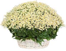 Цветочная композиция из Ромашки в корзине #REPLACE_PRED# Федоровка Республика Башкортостан